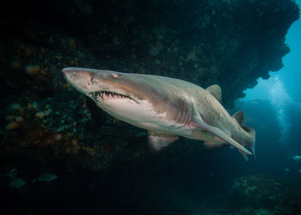 Sand tiger shark swimming near a reef.