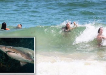 Long Island swimmer ‘most likely’ bitten by shark at popular beach: authorities