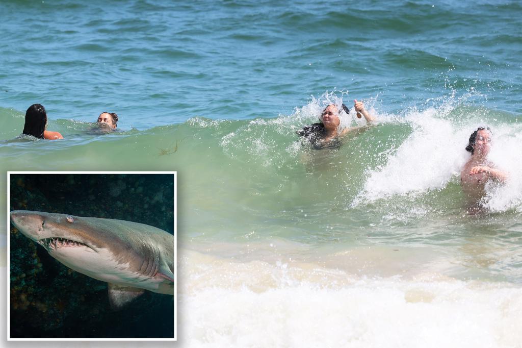 Long Island swimmer ‘most likely’ bitten by shark at popular beach: authorities