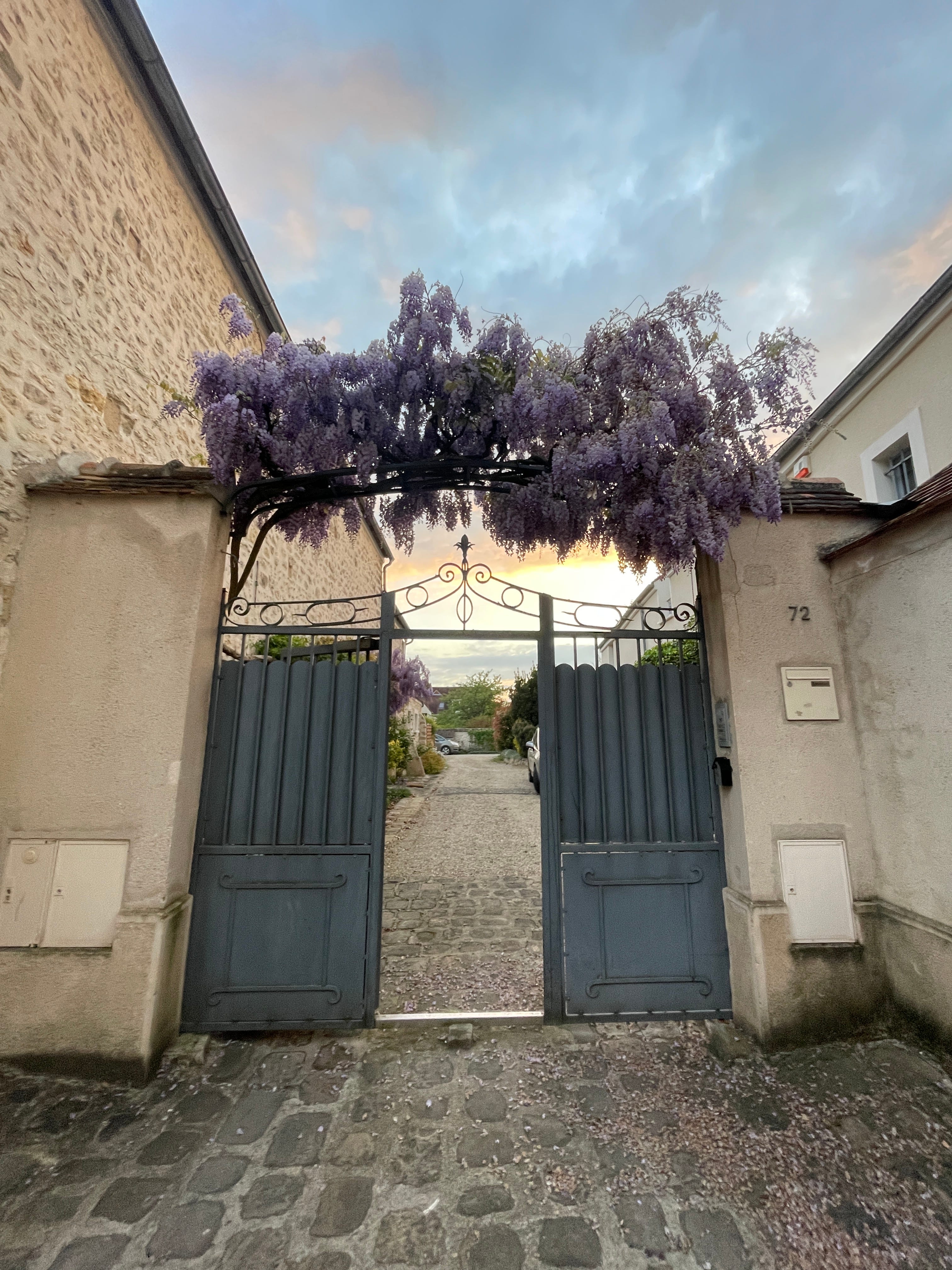 Beautiful violet flowers hanging above a door