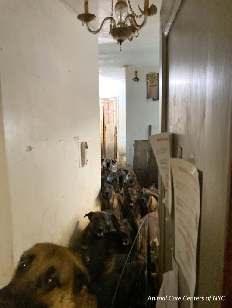 Photo from Animal Care Centers of NYC of 48 Belgian Malinois dogs found in a cramped Queens apartment before they were rescued in a two-day operation. 
