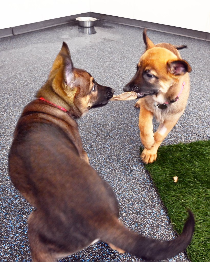 Two rescued Belgian Malinois puppies playing with a chew toy.