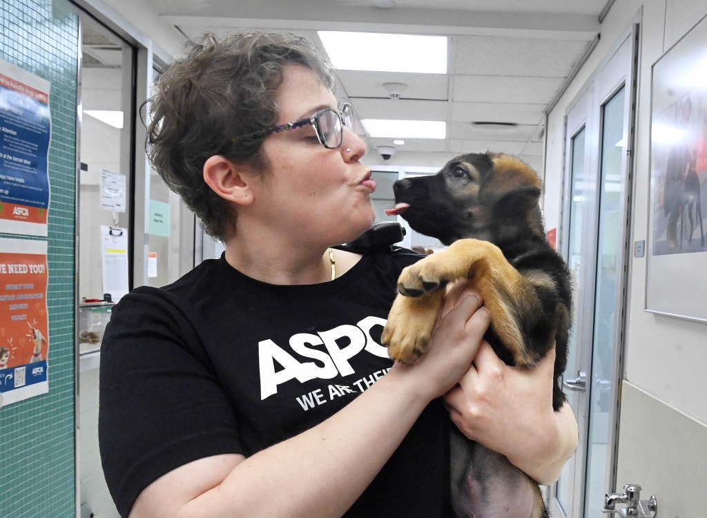 Lafayette, one of the rescued Belgian Malinois dogs, kisses ASPCA animal behavior director Rachel Maso. 