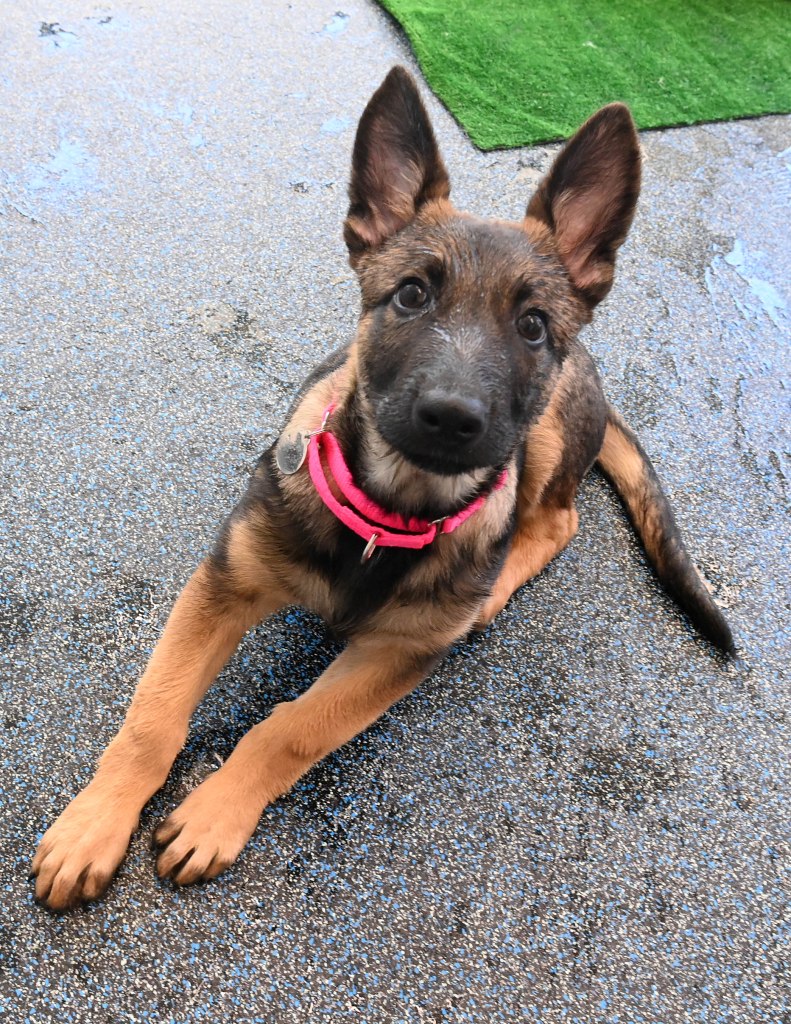Photo of Rivington, a rescued Belgian Malinois puppy.