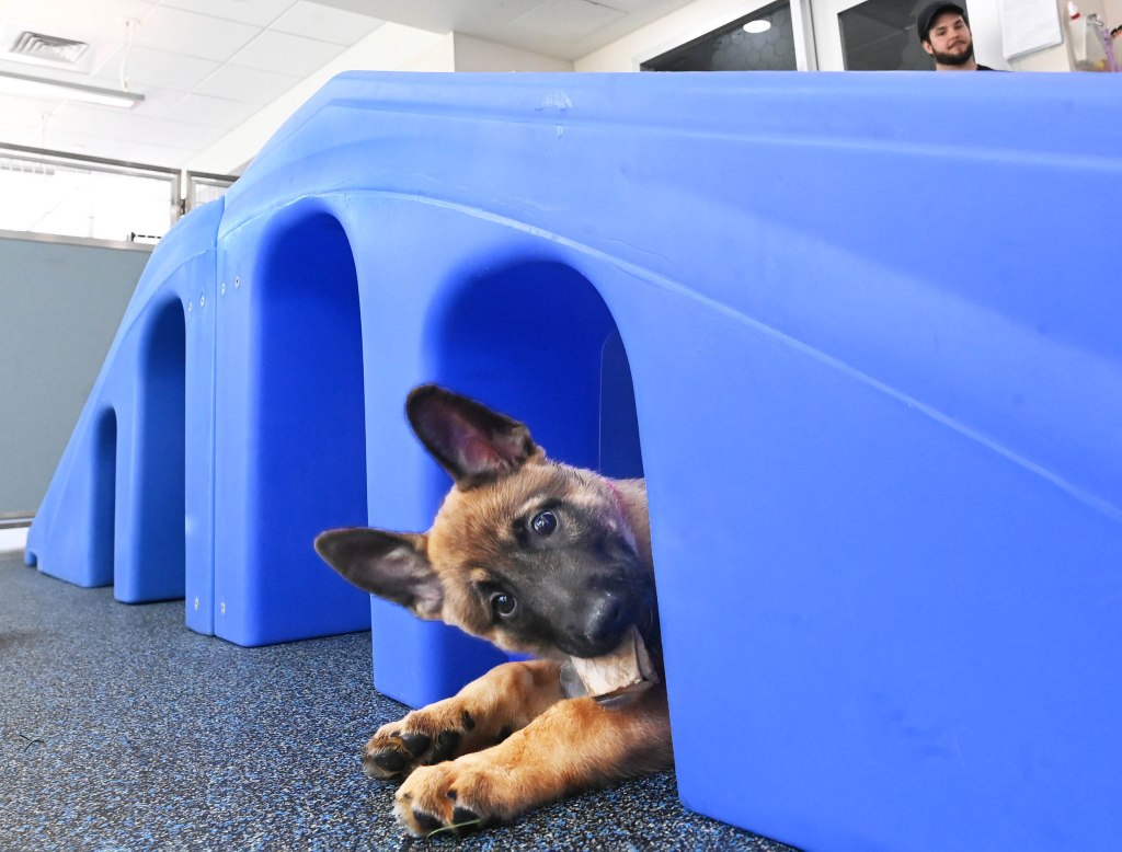 One of the rescued Belgian Malinois puppy playing in a blue tunnel.