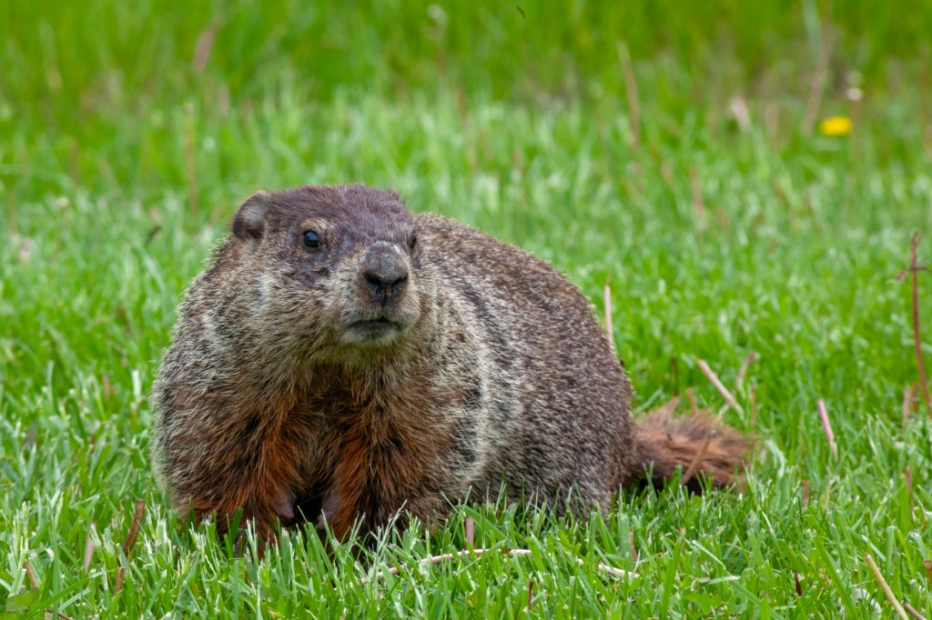 Groundhog in grass.