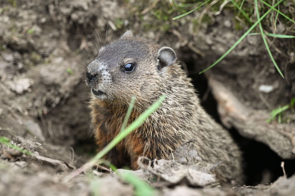 Groundhog peeking from its burrow.