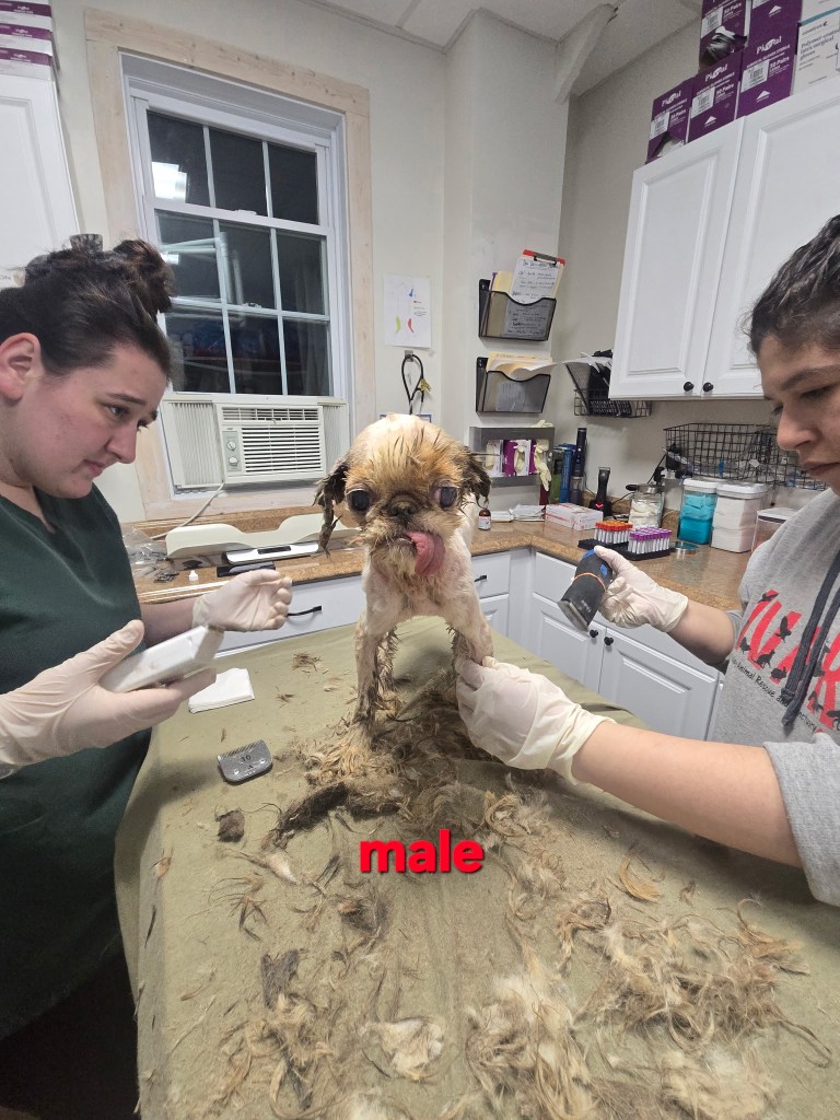 Rescued dog being groomed.