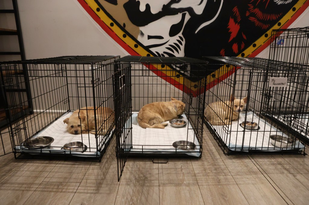 Three dogs in separate cages at an animal rescue.