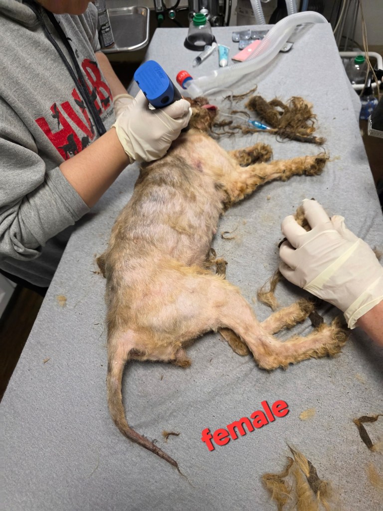 Rescued dog being groomed.