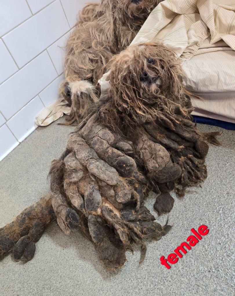 Rescued female dog with severely matted fur.