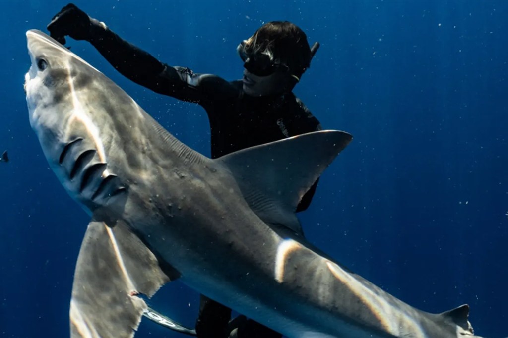 Diver interacting with a shark underwater.