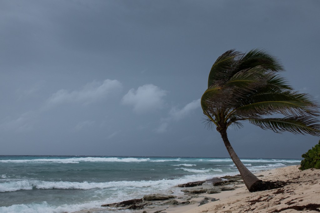 Palm tree bent by strong winds on a beach during a hurricane.