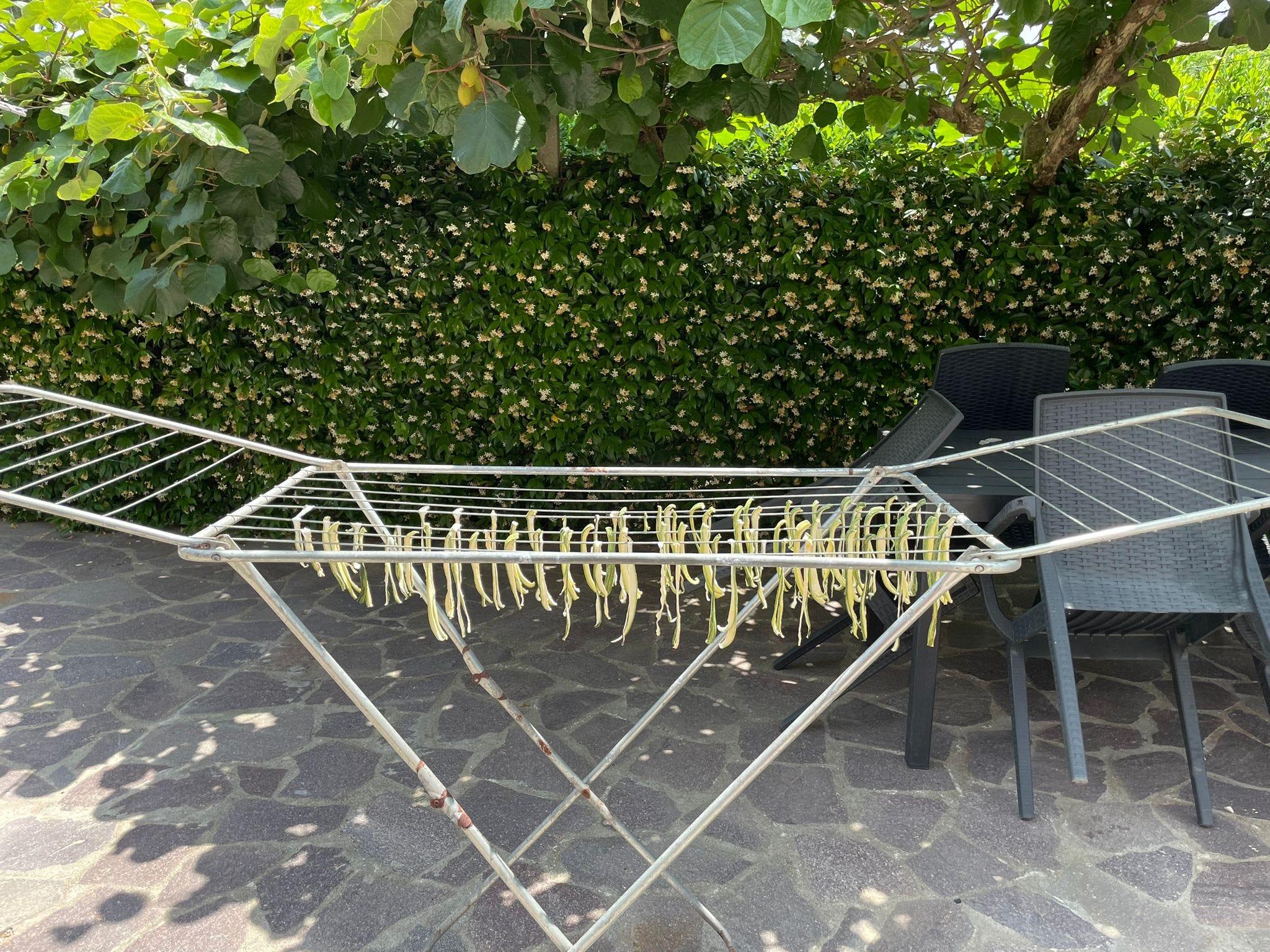 Plants drying outside on a rack in Italy.