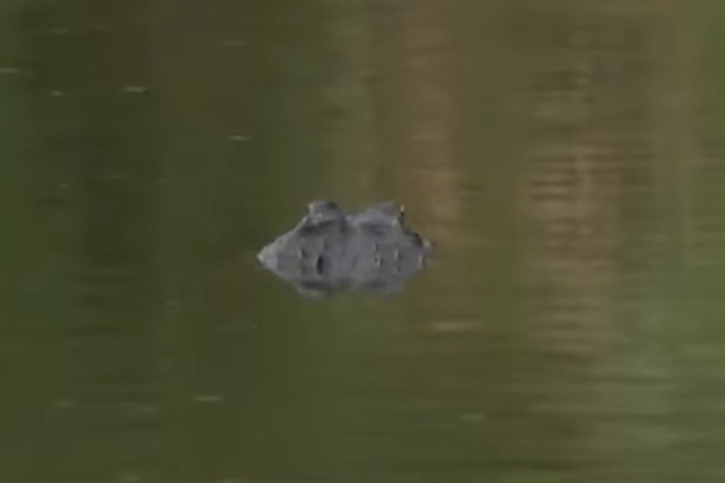 Alligator in water.