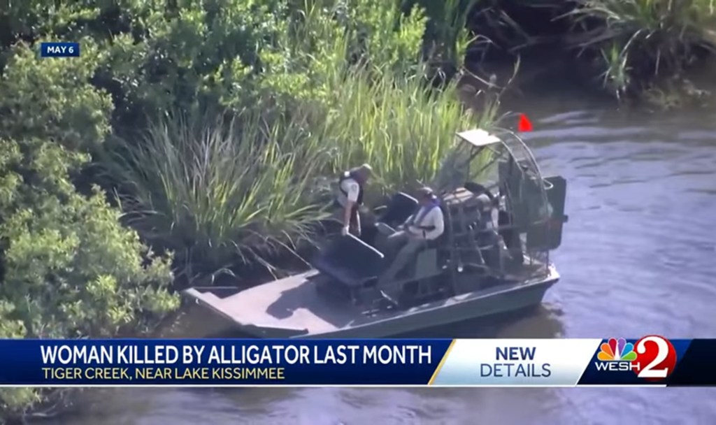 Airboat at alligator attack scene in Tiger Creek, near Lake Kissimmee.