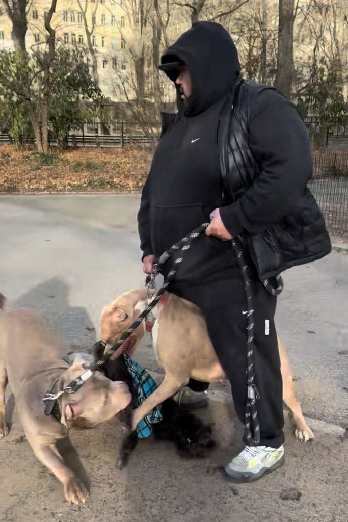 A man holding two leashed dogs that are fighting on the ground.