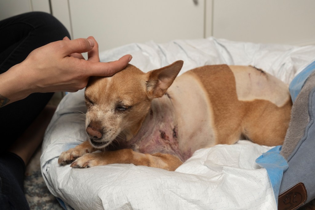 Injured chihuahua resting in a bed.