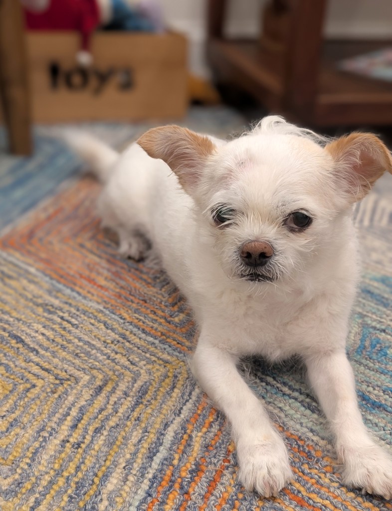 White chihuahua lying on a rug.