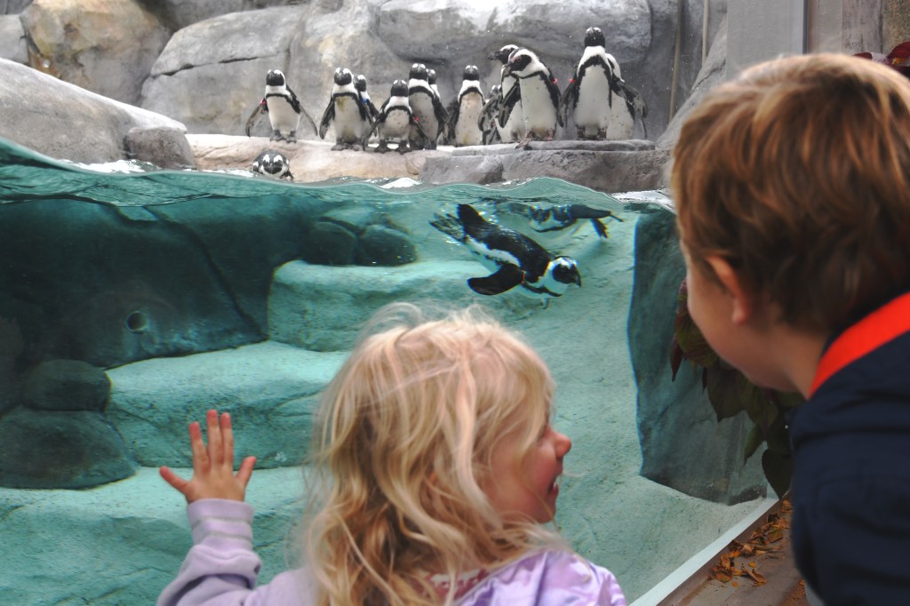 Two children are watching the penguins at new African penguin habitat of Denver Zoo in Denver, Colorado on Sept. 30, 2021.