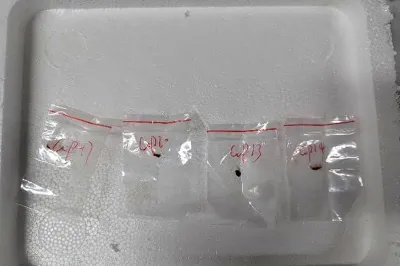 Four small plastic baggies of FBI evidence, each labeled in marker, are lined up in a small styrofoam tray.
