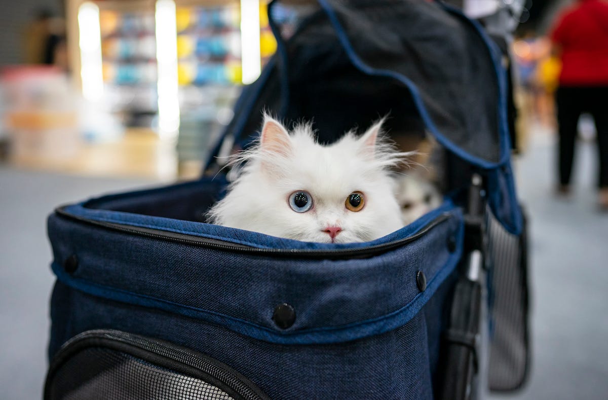 A white fluffy cat in a bag.