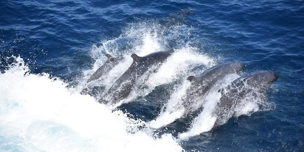 A pod of dolphins swim alongside USS Lewis B. Puller