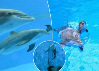 Adorable baby bottlenose dolphin’s first breath shown in incredible video