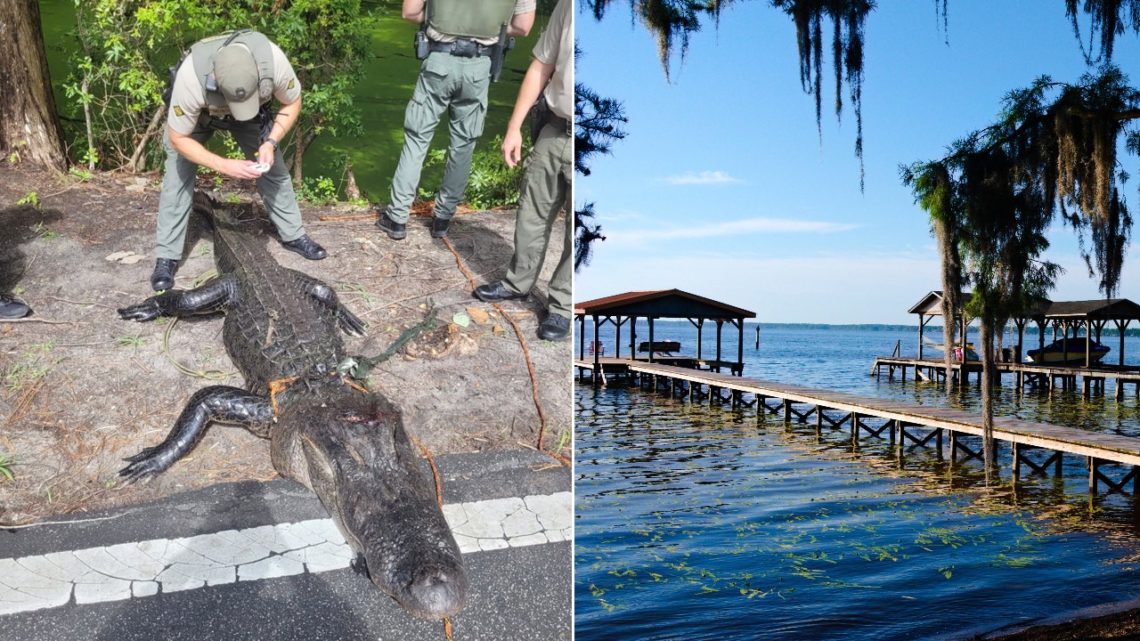 Alligator injures girl swimming in popular summer state park destination