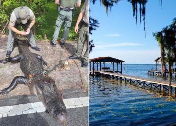 Alligator injures girl swimming in popular summer state park destination