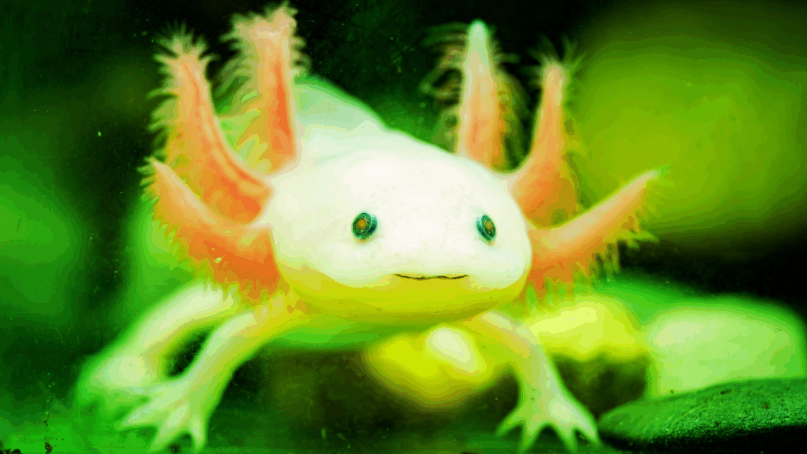 Axolotls Can Regenerate Limbs, and Scientists Are Finally Learning How