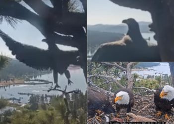 Baby bald eagle named Gizmo launches first flight from Big Bear’s internet famous eagle nest