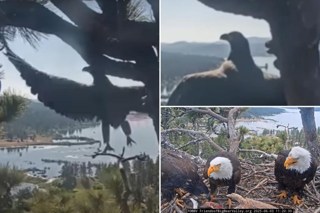 Baby bald eagle named Gizmo launches first flight from Big Bear’s internet famous eagle nest