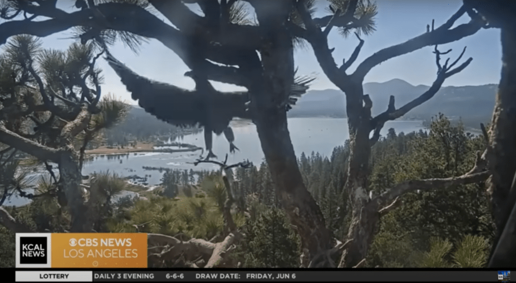 Eagle landing in a tree overlooking a lake.