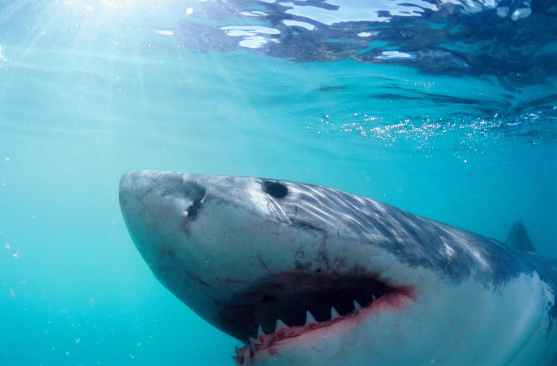 Beaches with most shark attacks as Americans pay tribute to ‘Jaws’ and activist weighs in