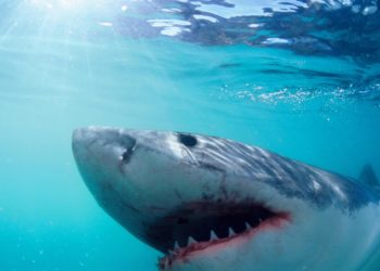 Beaches with most shark attacks as Americans pay tribute to ‘Jaws’ and activist weighs in
