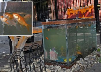 Bed-Stuy aquarium returns and reignites fish abuse concerns as NYC sizzles during heatwave: ‘It will be a painful death’