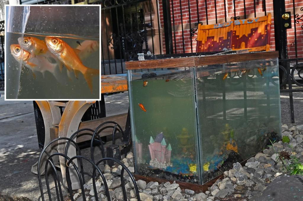 Bed-Stuy aquarium returns and reignites fish abuse concerns as NYC sizzles during heatwave: ‘It will be a painful death’