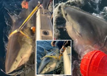 Biggest great white shark ever recorded in Atlantic tracked off North Carolina coast