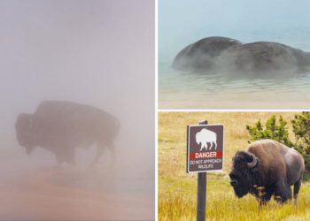 Bison boils to death in Yellowstone hot spring in front of tourists