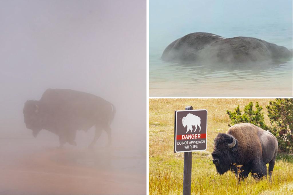 Bison boils to death in Yellowstone hot spring in front of tourists