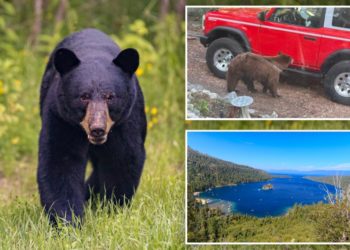 Black bear euthanized after breaking into trailer, swiping at camper near Lake Tahoe