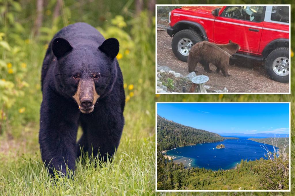 Black bear euthanized after breaking into trailer, swiping at camper near Lake Tahoe