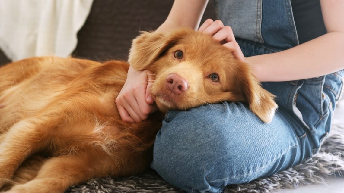 Can Pets Improve Your Immune System?