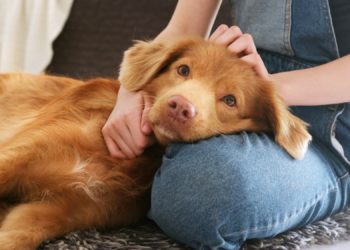 Can Pets Improve Your Immune System?