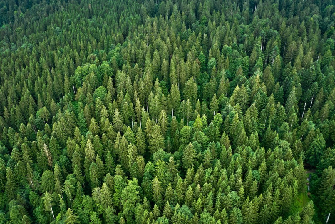 Can We Plant Enough Trees to Offset Fossil Fuel Emissions?