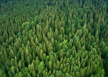 Can We Plant Enough Trees to Offset Fossil Fuel Emissions?
