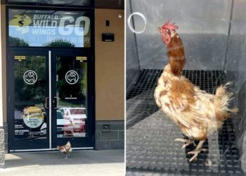 Confused chicken crosses to the wrong side of road, ends up at  a Buffalo Wild Wings