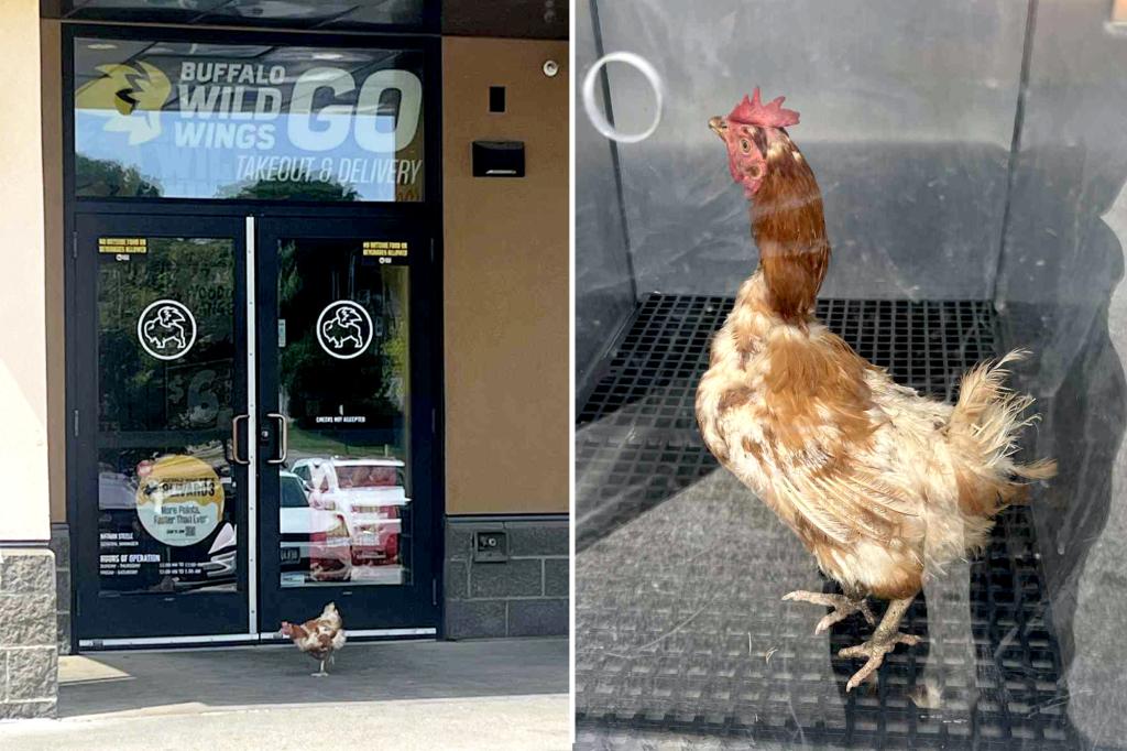 Confused chicken crosses to the wrong side of road, ends up at  a Buffalo Wild Wings
