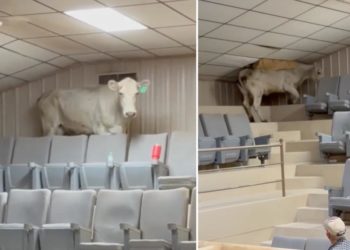 Cow attempts fruitless escape from livestock auction by scaling bleachers, destroying roof, wild video shows
